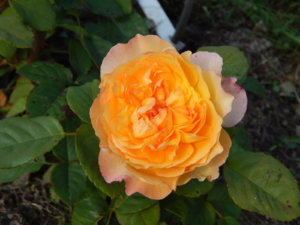 DSCN9504.JPG