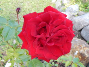 DSCN4141.JPG