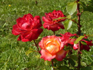 DSCN4162.JPG