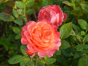 DSCN4244.JPG
