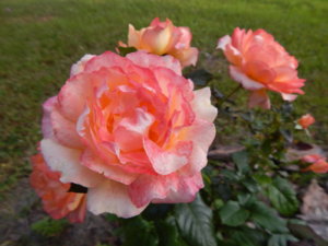 DSCN3818.JPG
