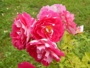 DSCN3910.JPG