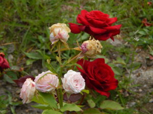 DSCN3932.JPG
