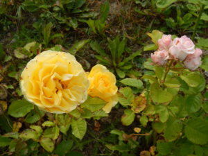 DSCN3996.JPG