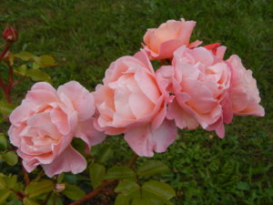 DSCN3645.JPG