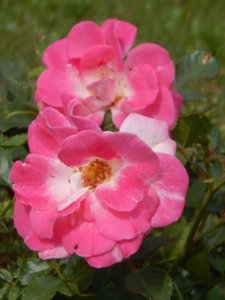 DSCN3690.JPG