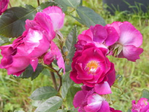 DSCN3716.JPG