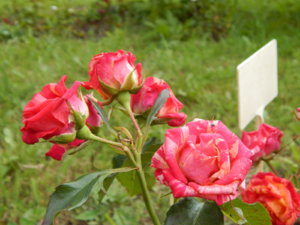 DSCN3754.JPG