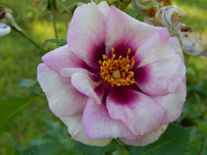 DSCN3305.JPG