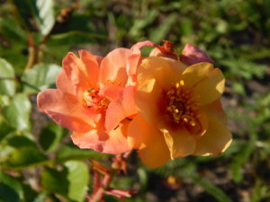 DSCN3297.JPG
