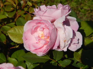DSCN3366.JPG