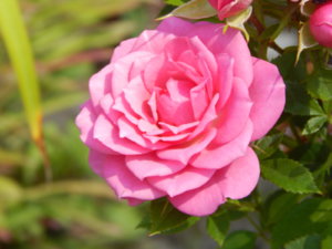 DSCN3401.JPG