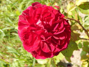 DSCN3444.JPG