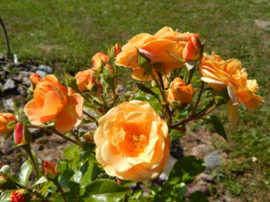 DSCN3466.JPG