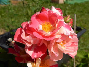 DSCN3472.JPG