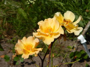 DSCN3473.JPG