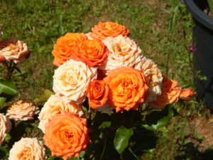 DSCN3478.JPG