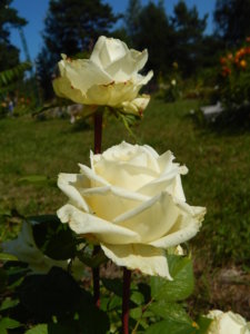 DSCN3487.JPG