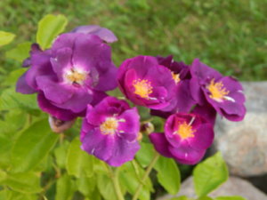 DSCN3526.JPG