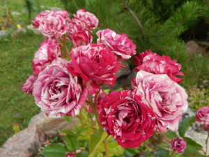 DSCN3560.JPG