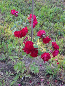 DSCN3265.JPG