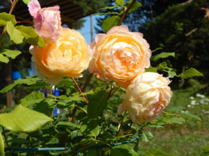 DSCN3321.JPG