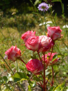 DSCN3362.JPG