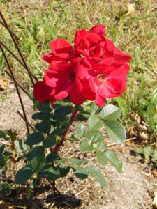 DSCN3376.JPG