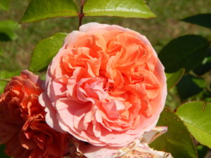 DSCN3435.JPG