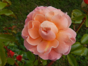 DSCN3539.JPG