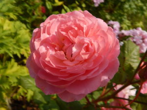 DSCN3614.JPG