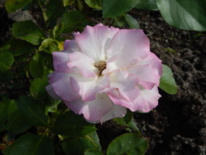 DSCN9500.JPG
