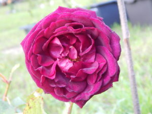 DSCN3070.JPG