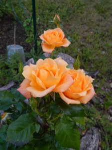 DSCN3073.JPG