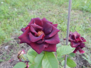 DSCN3107.JPG