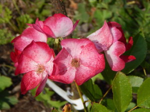 DSCN3141.JPG