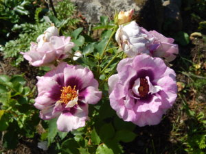 DSCN3230.JPG