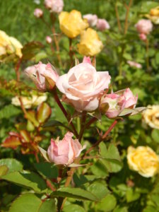 DSCN2965.JPG