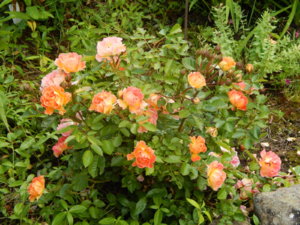 DSCN2487.JPG