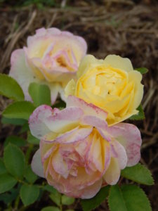 DSCN2494.JPG