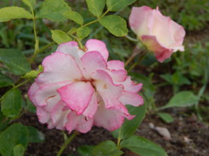 DSCN2504.JPG