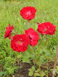 DSCN2537.JPG