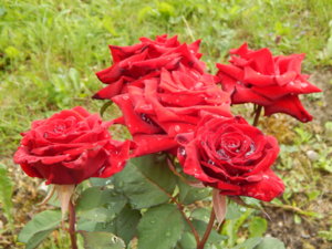 DSCN2583.JPG