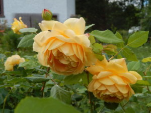 DSCN2613.JPG