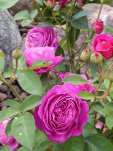 DSCN2615.JPG