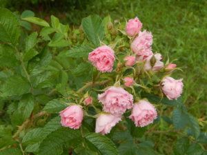 DSCN2621.JPG