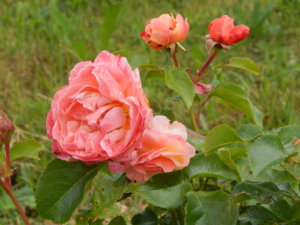 DSCN2767.JPG