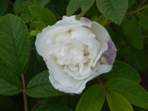 DSCN2778.JPG