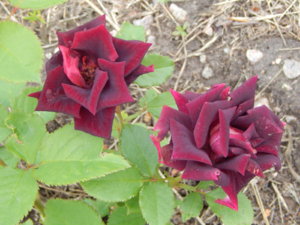 DSCN2808.JPG