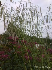 IMG_20190822_085433.jpg